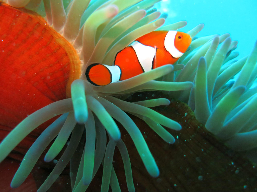 Pro Dive Cairns-凯恩斯必去景点