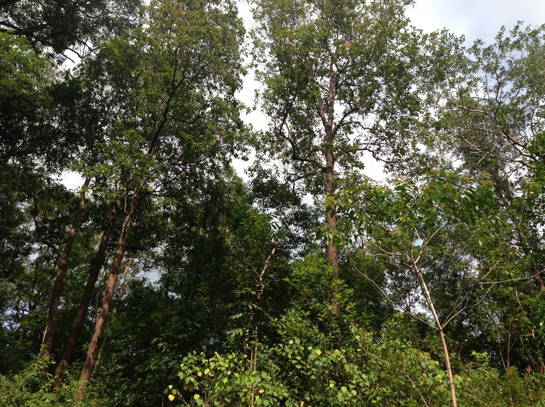 Pangkuan Hill景点图片