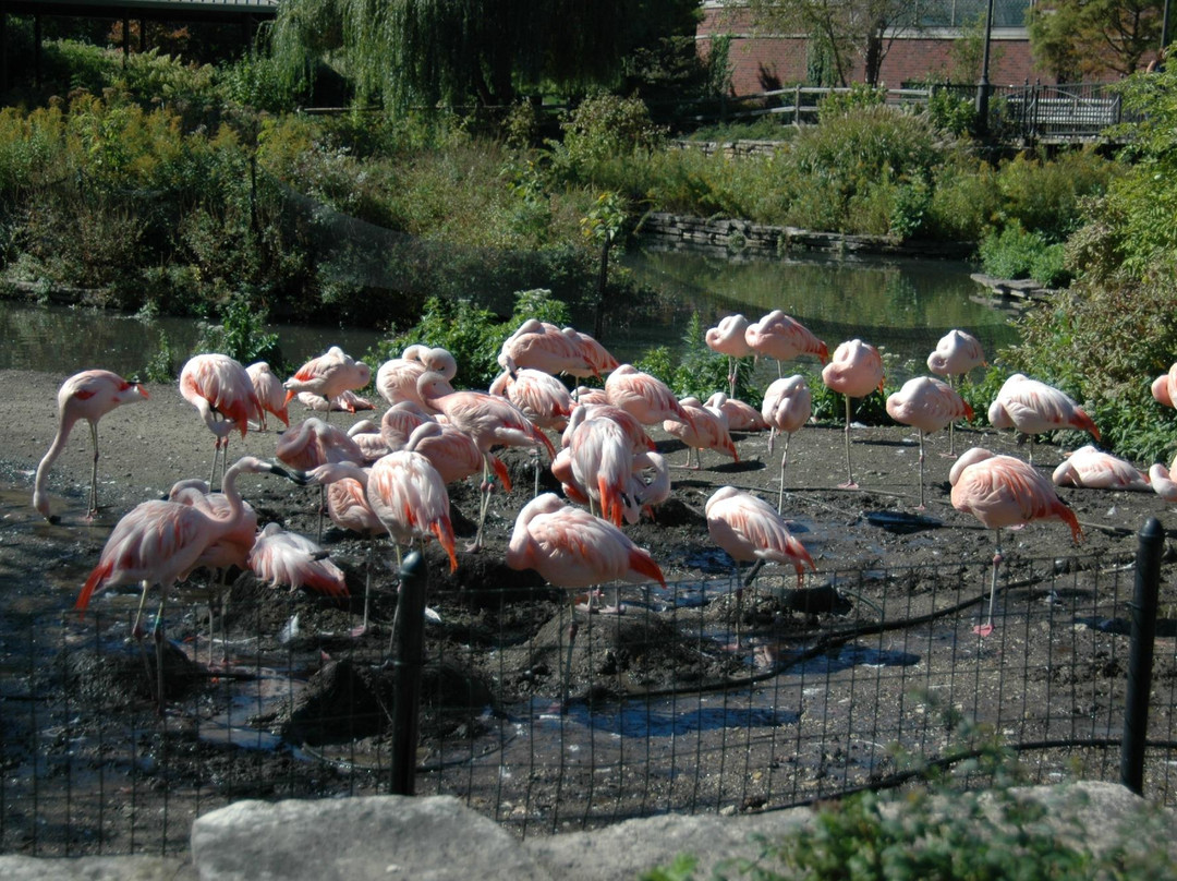 林肯公园动物园-芝加哥必去景点