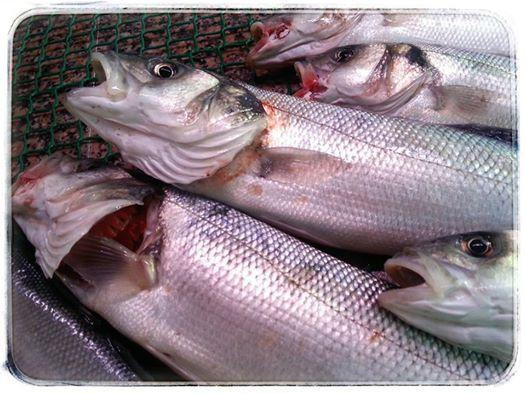 Pescados La Chucha-Lastres必去景点