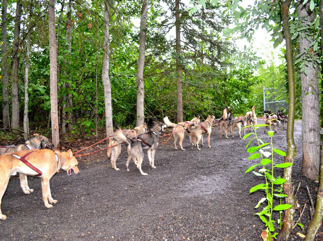 Iditarod Trail Sled Dog Race-安克雷奇必去景点