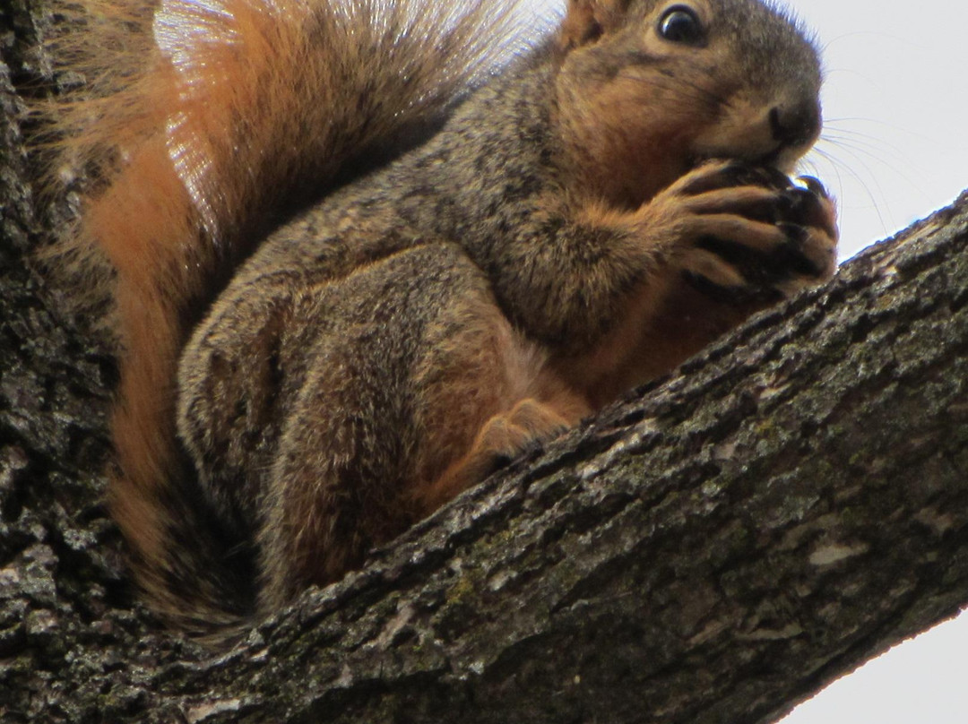 Gen. John J. Pershing Boyhood Home State Historic Site-Laclede必去景点