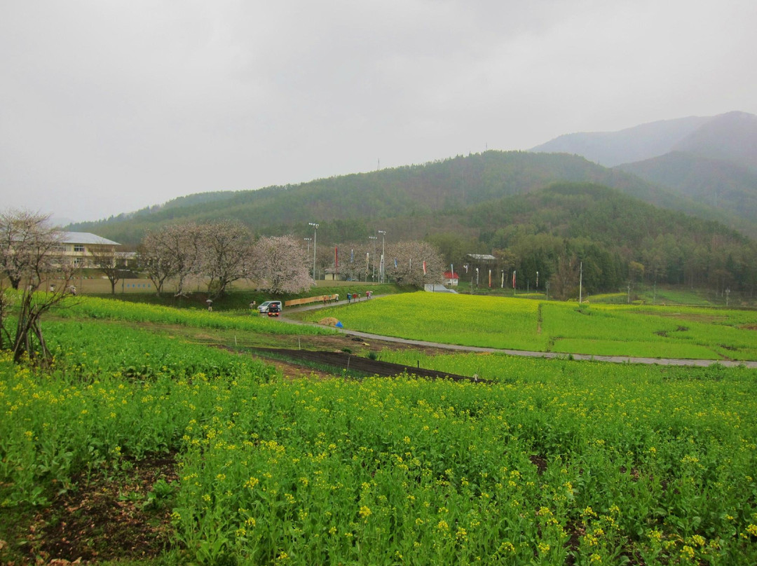 Nanohana Park-饭山市必去景点