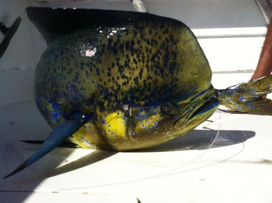 Kingfisher Sportfishing景点图片