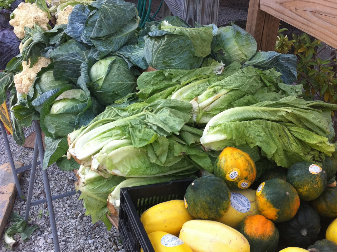 Sanibel Island Farmer's Market景点图片