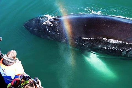 Gentle Giants Whale Watching-胡萨维克必去景点