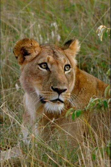 Ol Kinyei Conservancy-马赛马拉国家野生动物保护区必去景点