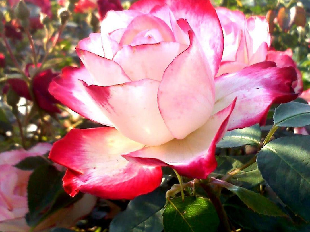 Glen Miller Park-里士满必去景点