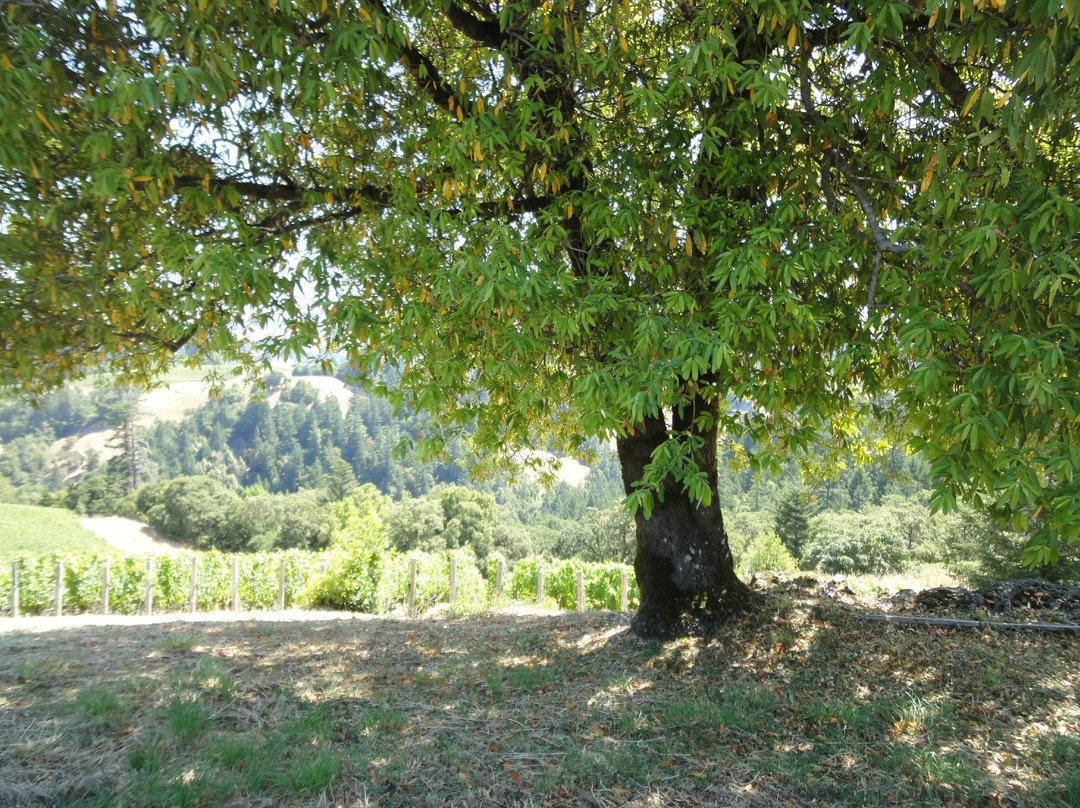 Flowers Vineyard and Winery-希尔兹堡必去景点