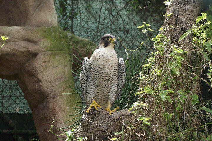 Malta Falconry Centre景点图片
