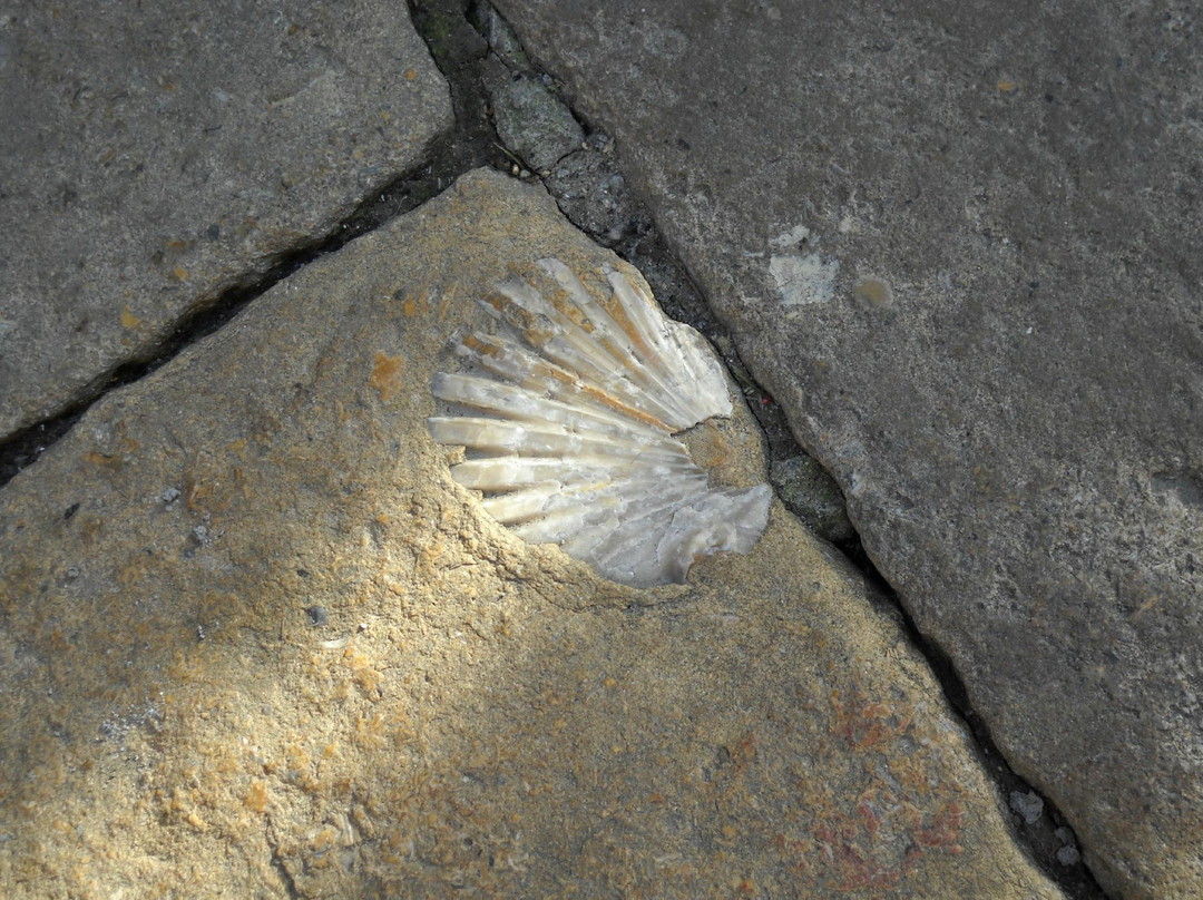 Grifo Tour - Centro Guide in Toscana-比萨必去景点