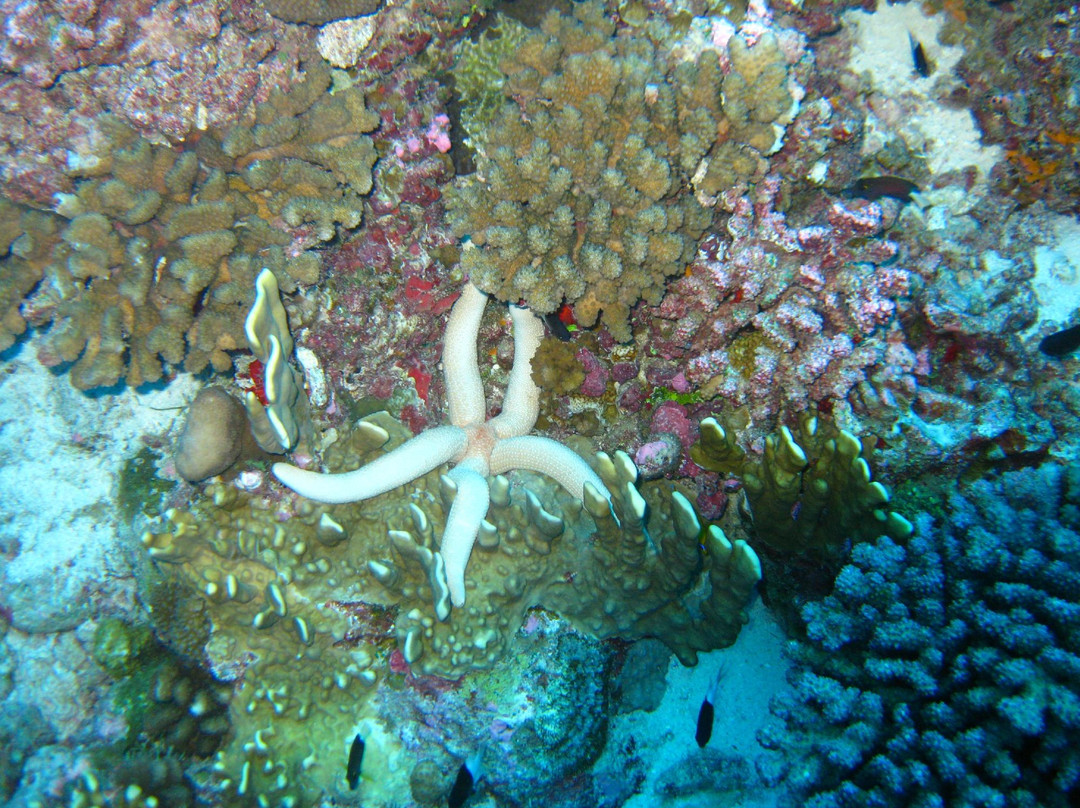 Splashes Diving Center-Fakarava必去景点