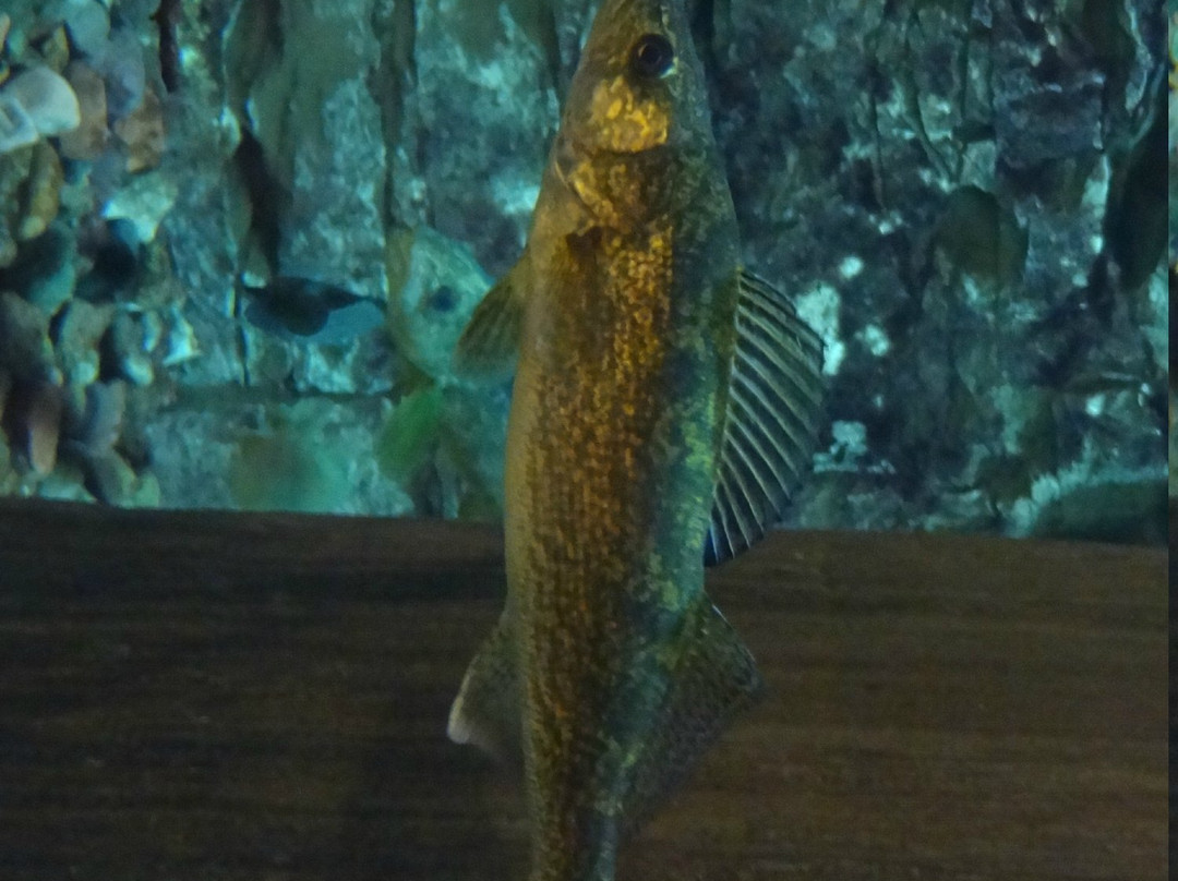 Cabela's-Richfield必去景点