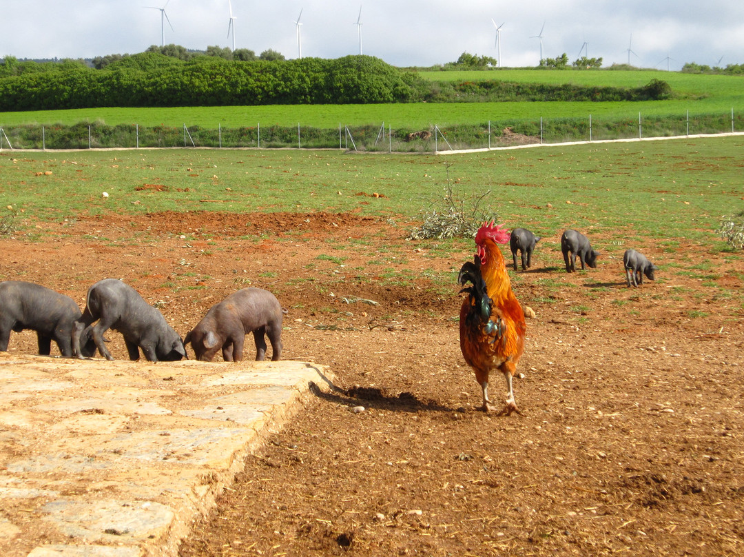 Cuesta de Patas主图