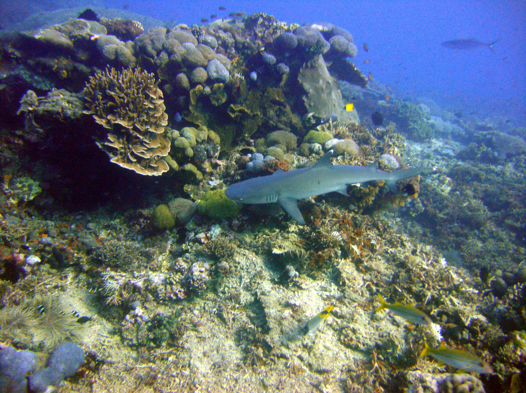 Lembongan Dive Adventures-蓝梦岛必去景点