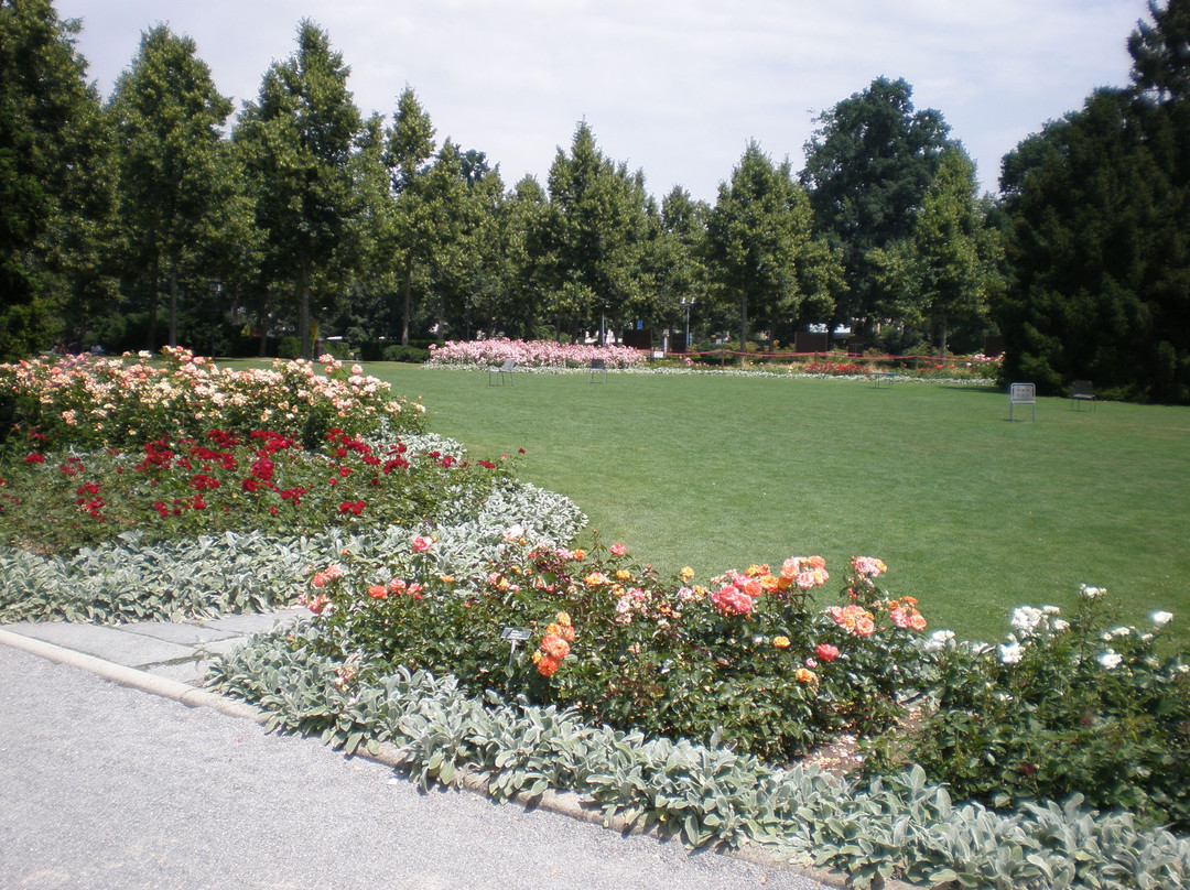 伯尔尼玫瑰园景点图片
