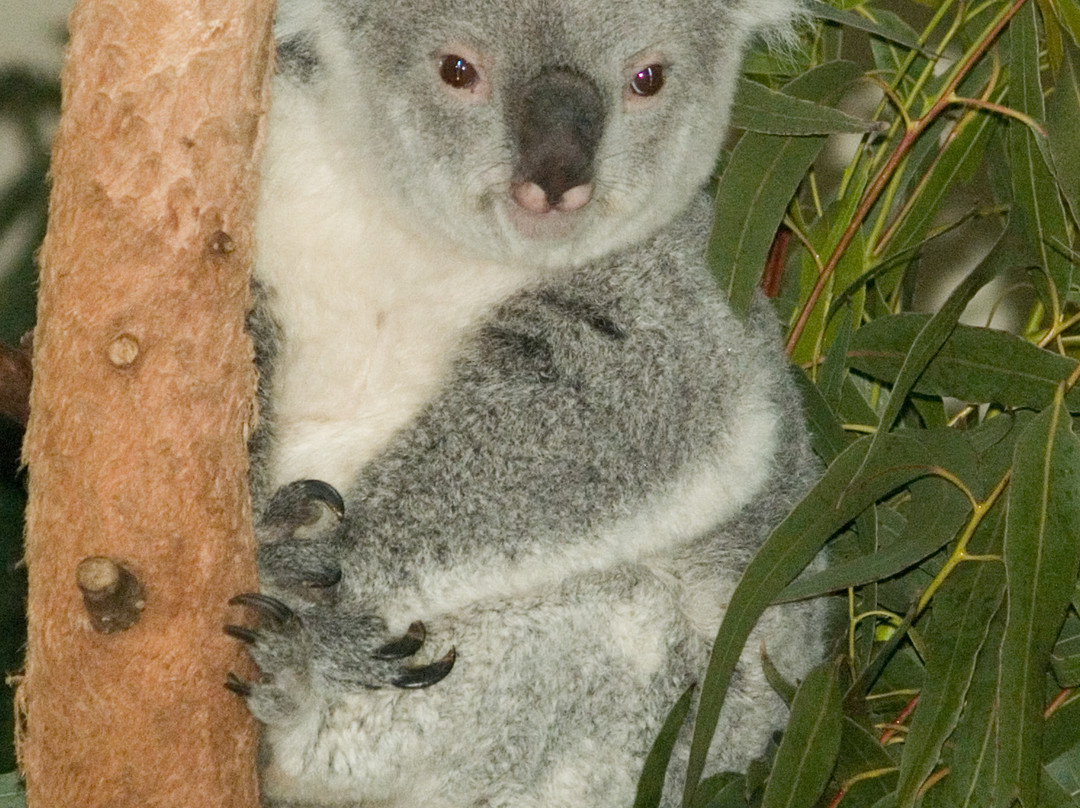Riverbanks Zoo and Garden景点图片