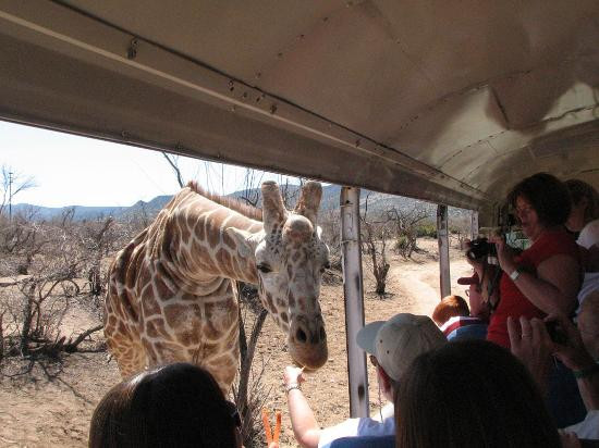Out Of Africa Wildlife Park-Camp Verde必去景点