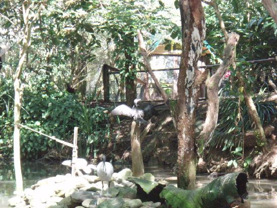 Wildlife Habitat Port Douglas-道格拉斯港必去景点