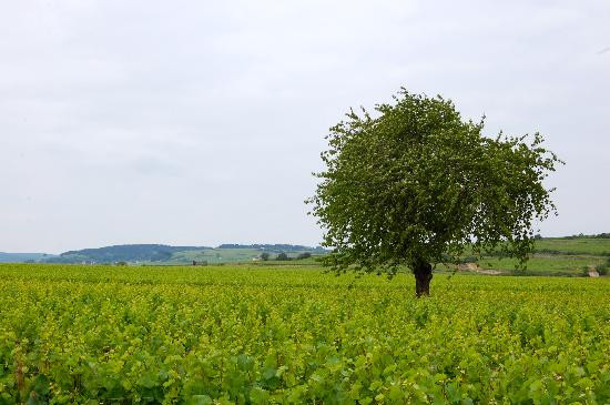Bourgogne Randonnees景点图片