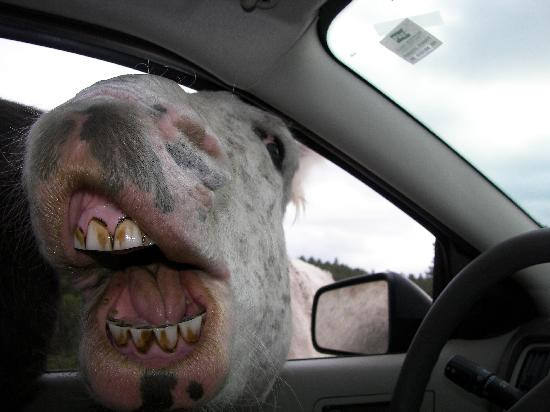 Wildlife Loop Road-卡斯特必去景点