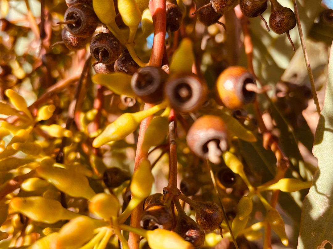 Red Cliffs Scenic Reserve-Red Cliffs必去景点