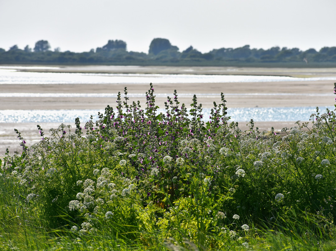 Pagham Harbour Local Nature Reserve景点图片