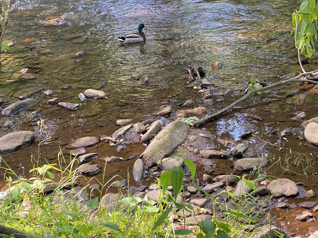 Meadowlark Motel with Restaurant & Bar主图