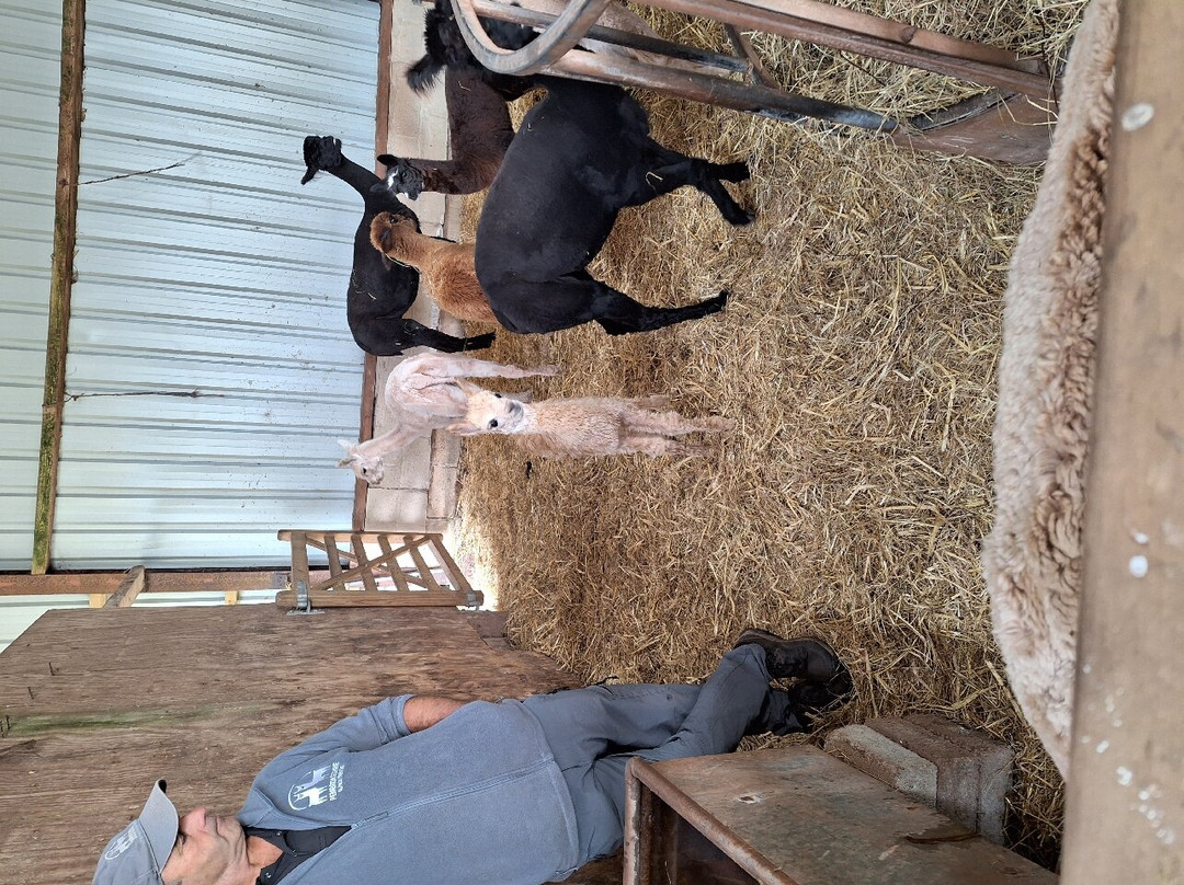 Pembrokeshire Alpaca Trekking景点图片