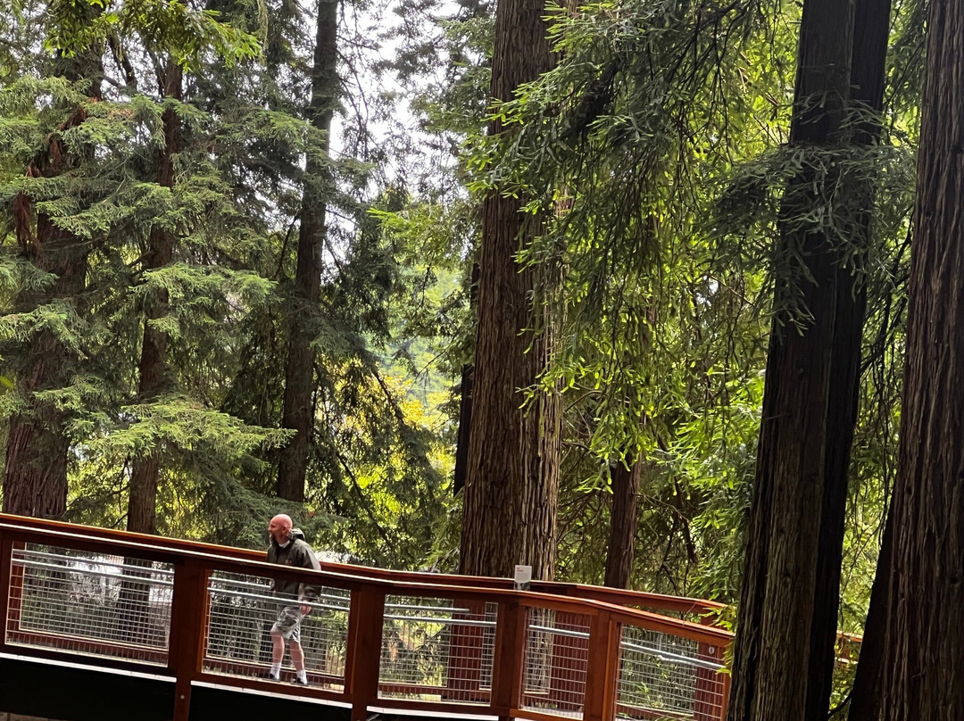 The Redwood Sky Walk景点图片