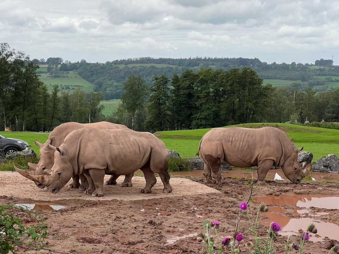 Monde Sauvage Safari Parc景点图片