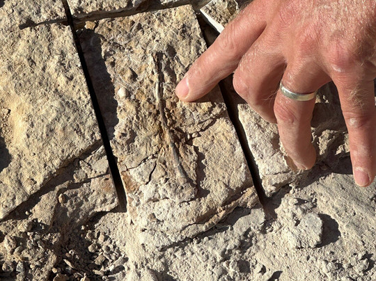 Richmond Fossil Hunting Sites-Richmond必去景点