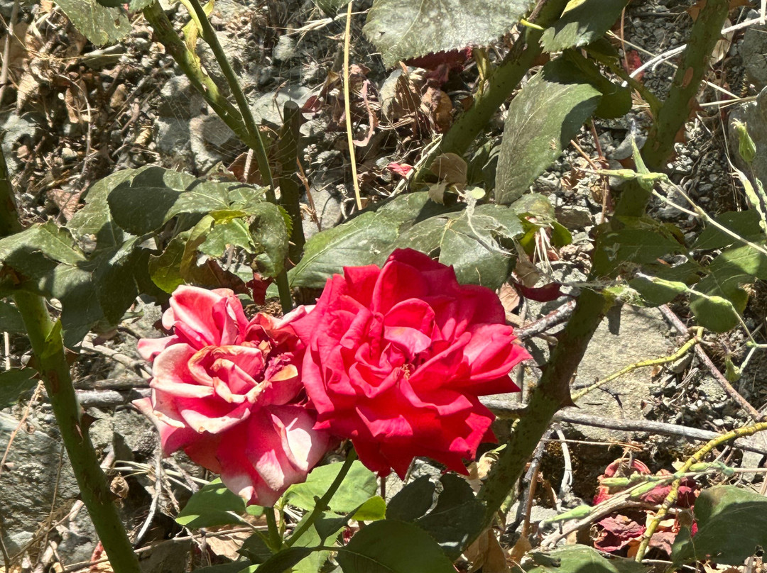 THE ROSE FACTORY CHRIS N. TSOLAKIS-Agros必去景点