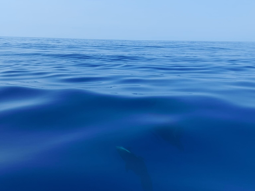 Whale Dream - Swim with Dolphins and Whale watching excursions in Mauritius-黑河必去景点