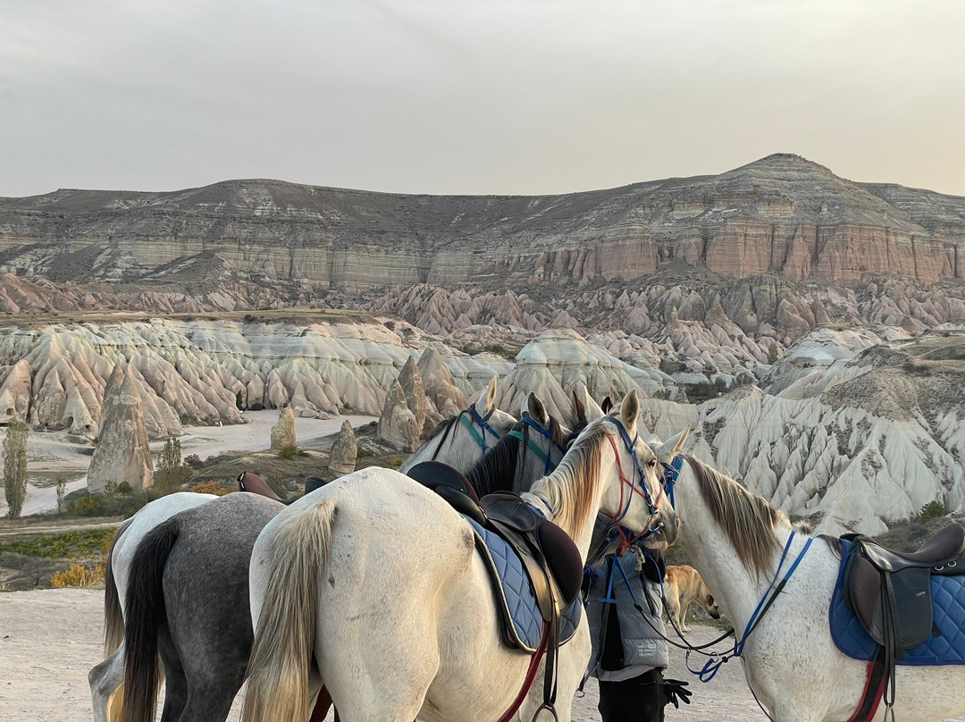 2023年11月Ates Horse Ranch(景点攻略-Ates Horse Ranch(门票预订|地址|图片-Ates Horse ...