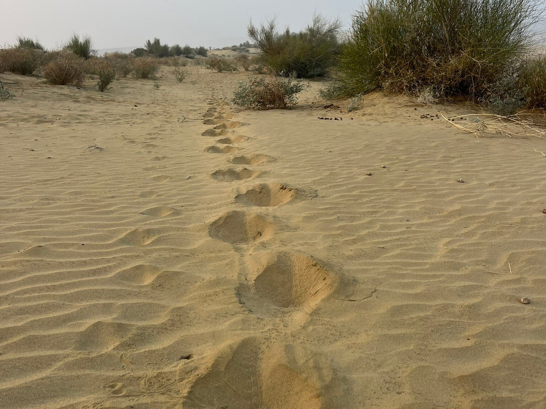 Renuka Camel Safari-杰伊瑟尔梅尔必去景点