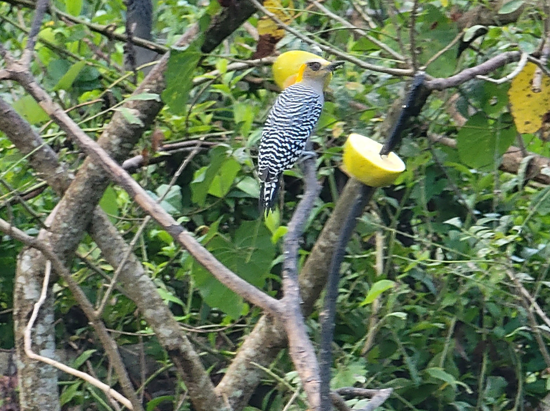 Rancho Primavera主图