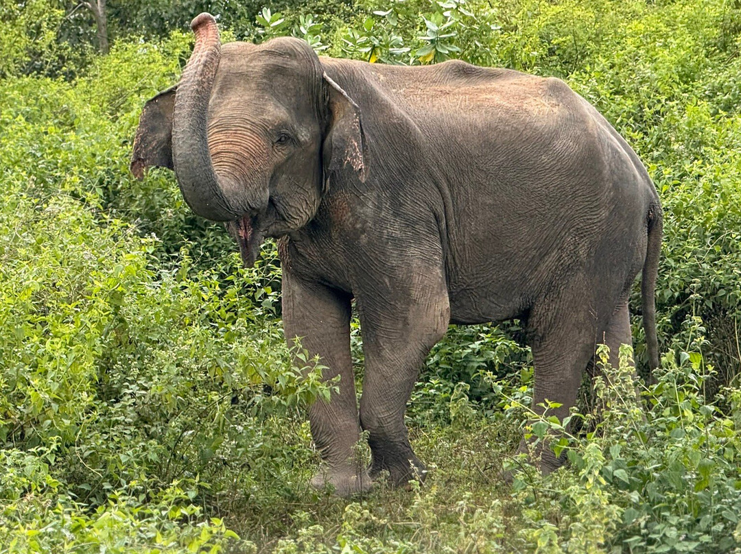 Ceylon Lanka Travels景点图片