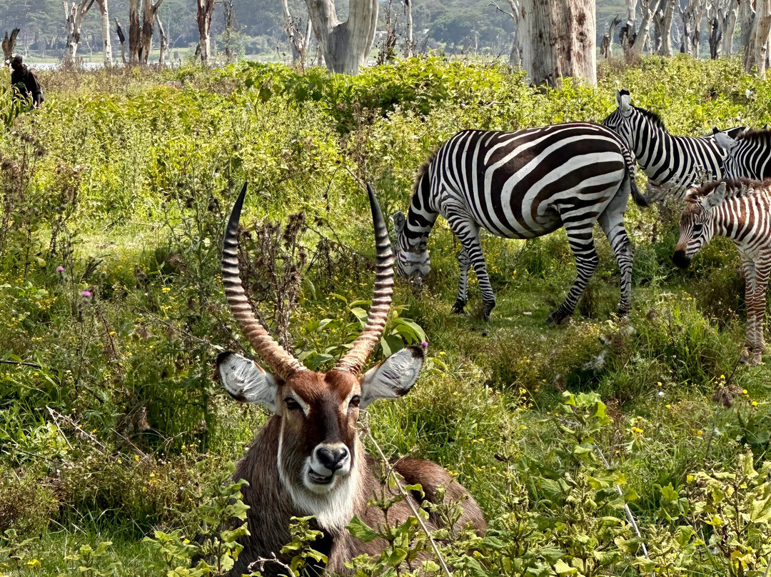 Natural World Kenya Safaris-Masai Mara景点图片