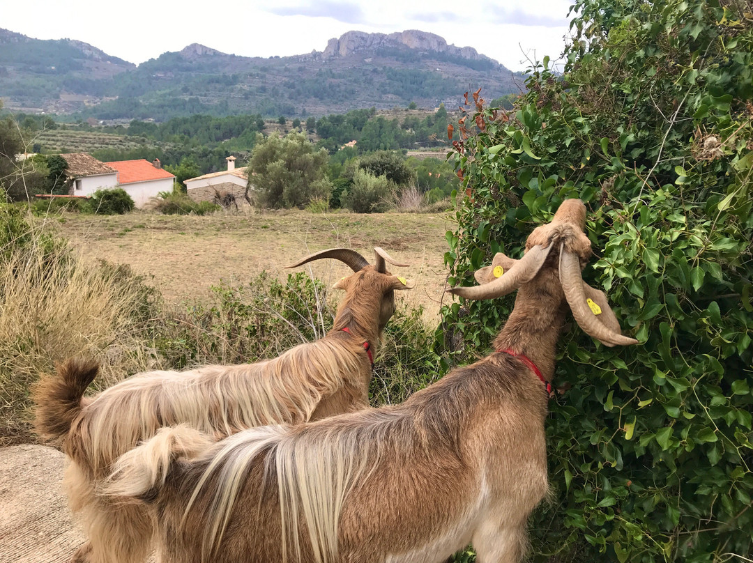 Euro Goat Trekkers景点图片