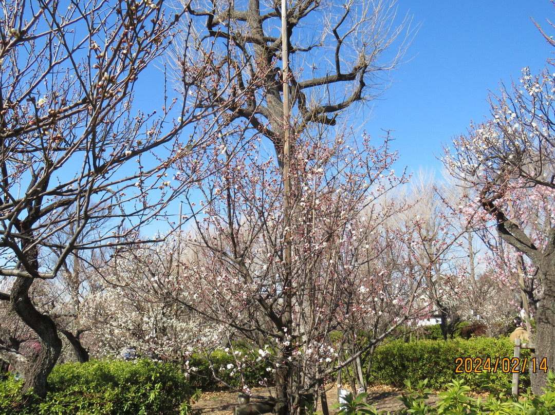 Hanegi Park景点图片