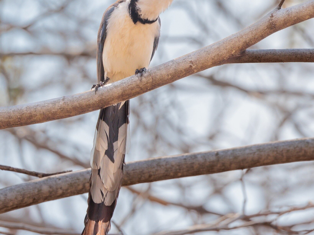 Bird Guide Cornelio景点图片