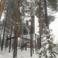 Wohlerguy