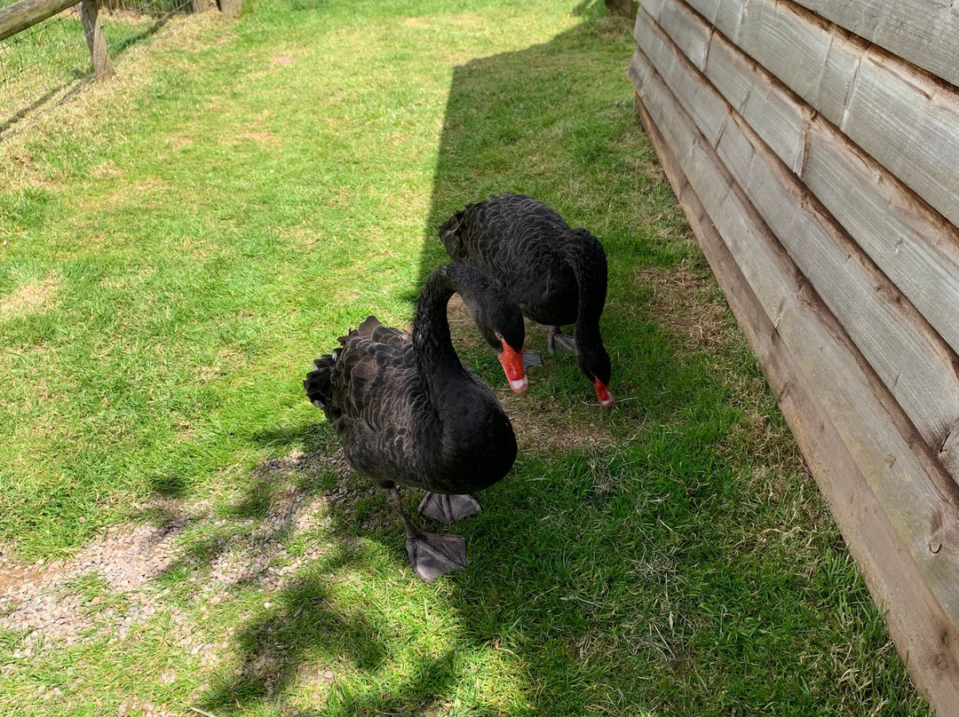 Small Breeds Farm Park景点图片