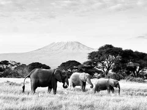 Big Cats Safari-那格浦尔必去景点