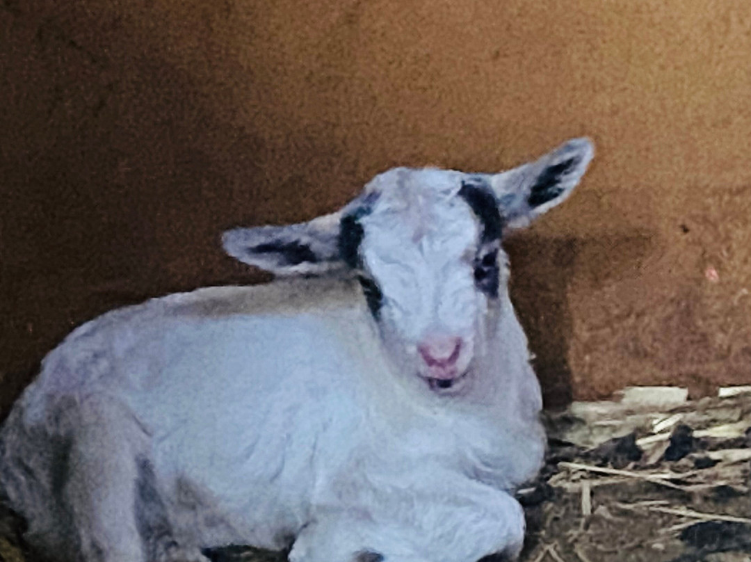 Little Goat Farm at the Lake景点图片