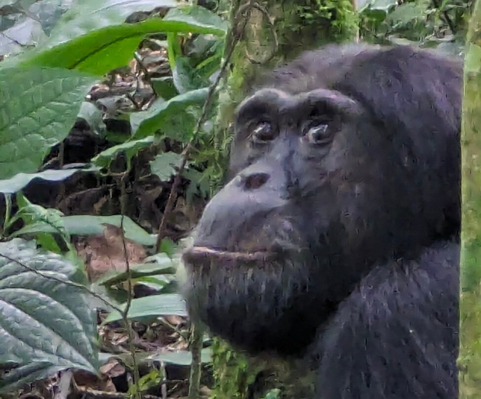 Kalinzu Central Forest Reserve-Bushenyi必去景点