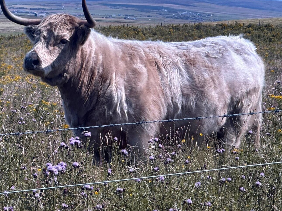Exquisite Scotland Day Tours景点图片