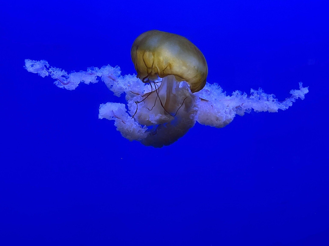 Shreveport Aquarium景点图片