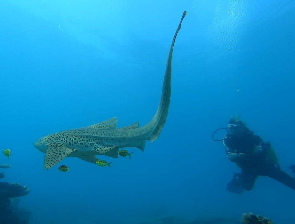 Manta Diving景点图片